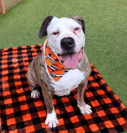 Enlarge Penelope, a Adoptable Mixed Breed in Athens, GA image 4/5