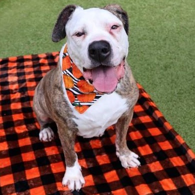 Penelope, a Adoptable Mixed Breed in Athens, GA image 3/5