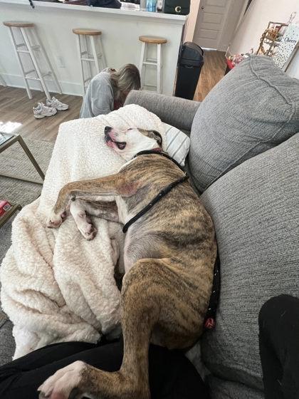 Enlarge Penelope, a Adoptable Mixed Breed in Athens, GA image 2/5