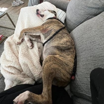 Penelope, a Adoptable Mixed Breed in Athens, GA image 5/5