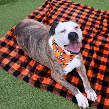 Penelope, a Adoptable Mixed Breed in Athens, GA image 4/5