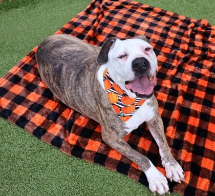 Enlarge Penelope, a Adoptable Mixed Breed in Athens, GA image 5/5