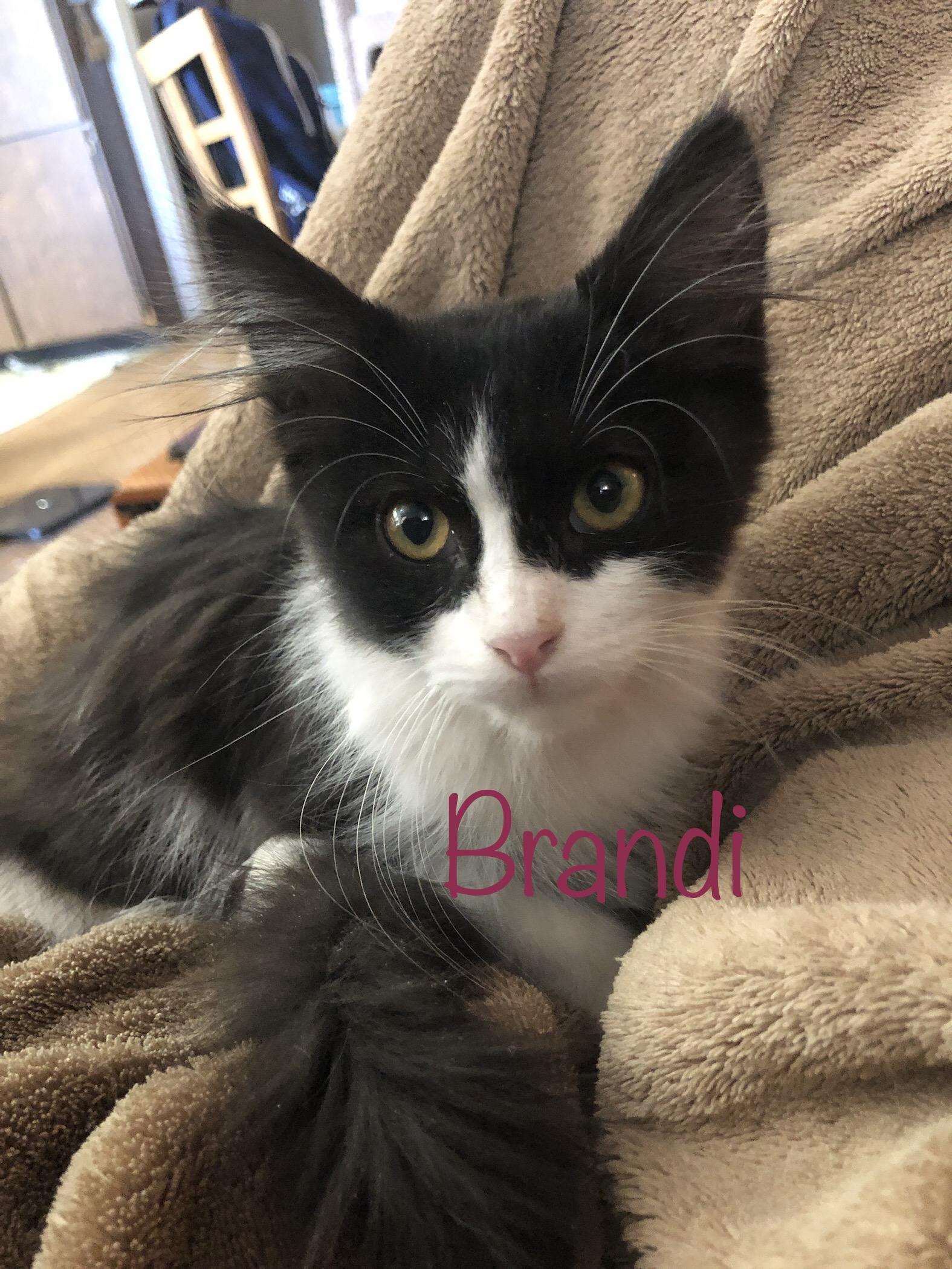 Brandi (call 602-692-1499 to meet Brandi)