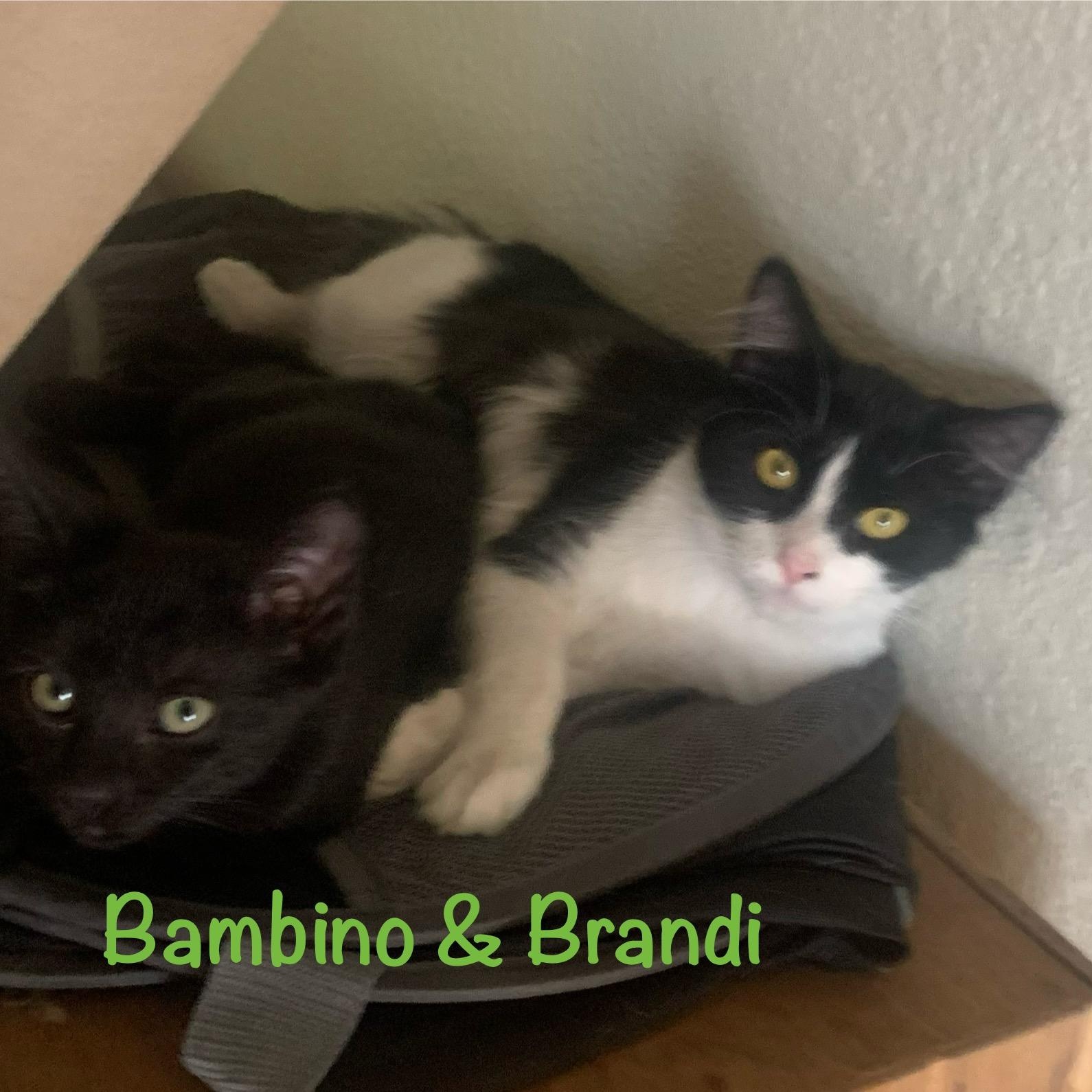 Brandi (call 602-692-1499 to meet Brandi)