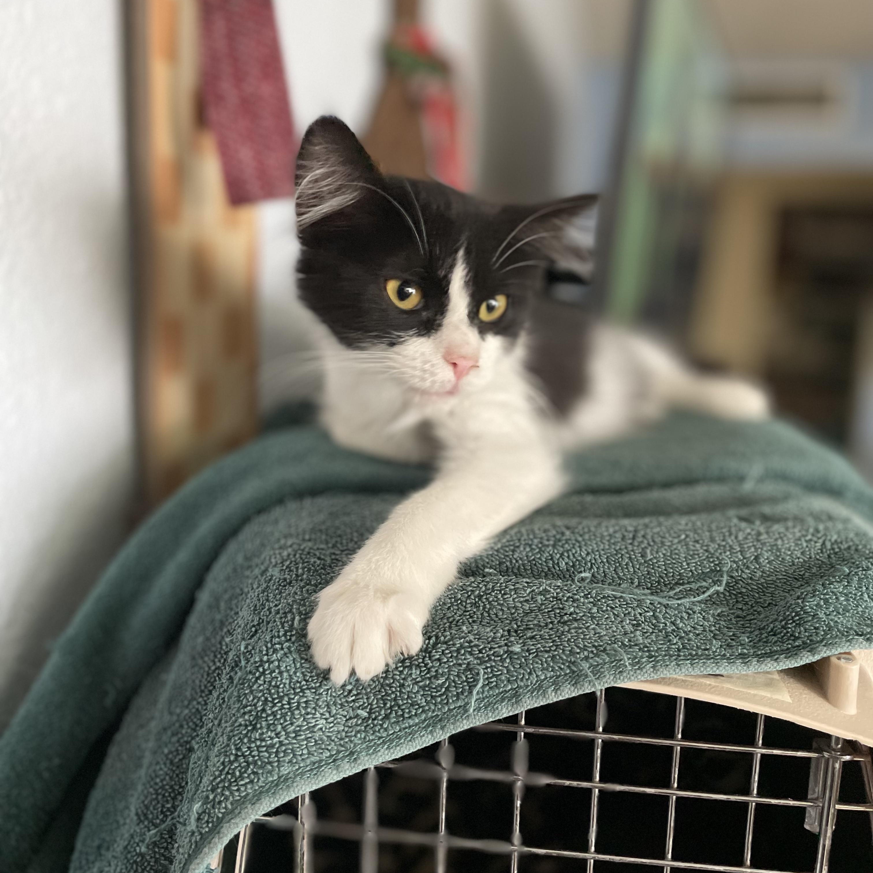 Brandi (call 602-692-1499 to meet Brandi)