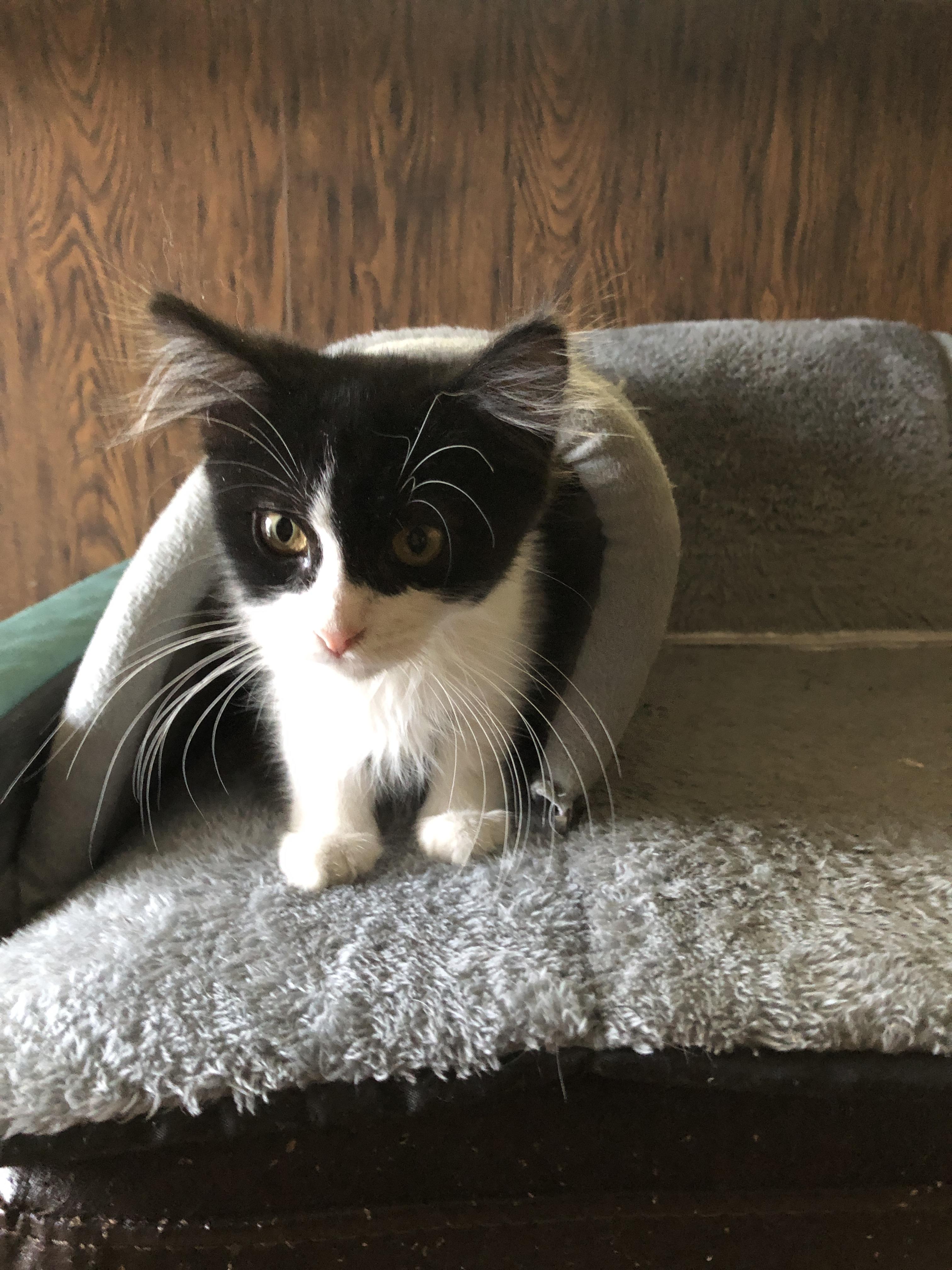 Brandi (call 602-692-1499 to meet Brandi)