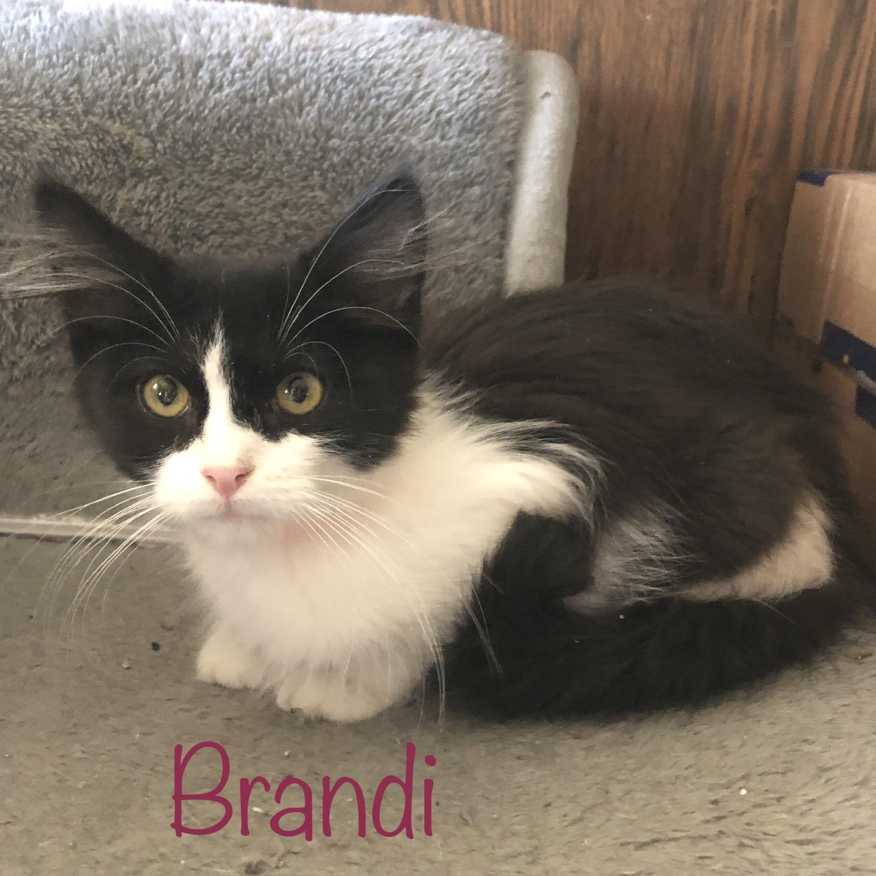 Brandi (call 602-692-1499 to meet Brandi)