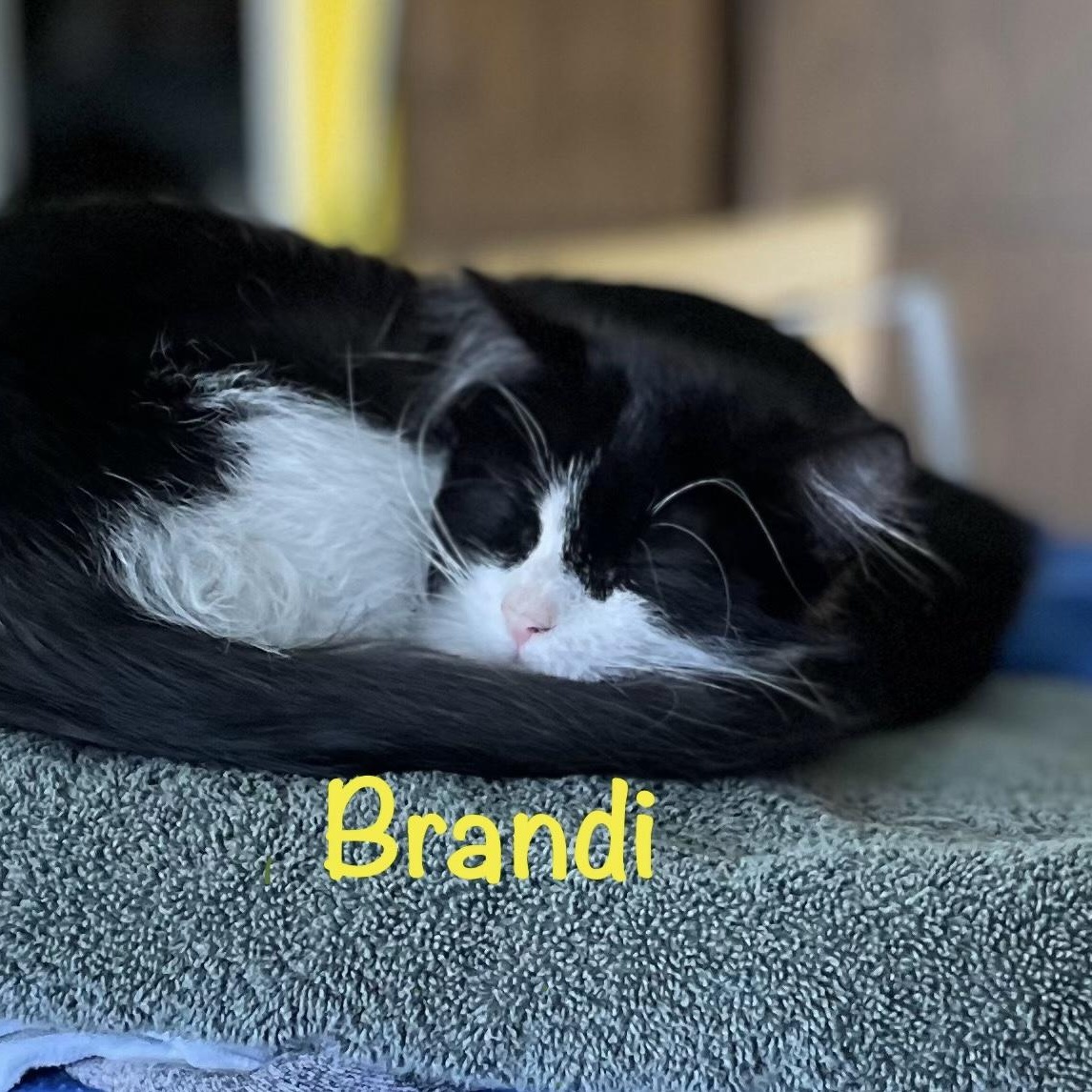 Brandi (call 602-692-1499 to meet Brandi)