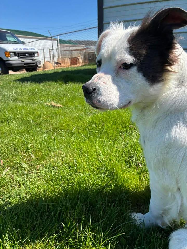 Enlarge Falkor, a ADOPTABLE Mixed Breed in Munfordville, KY image 1/3