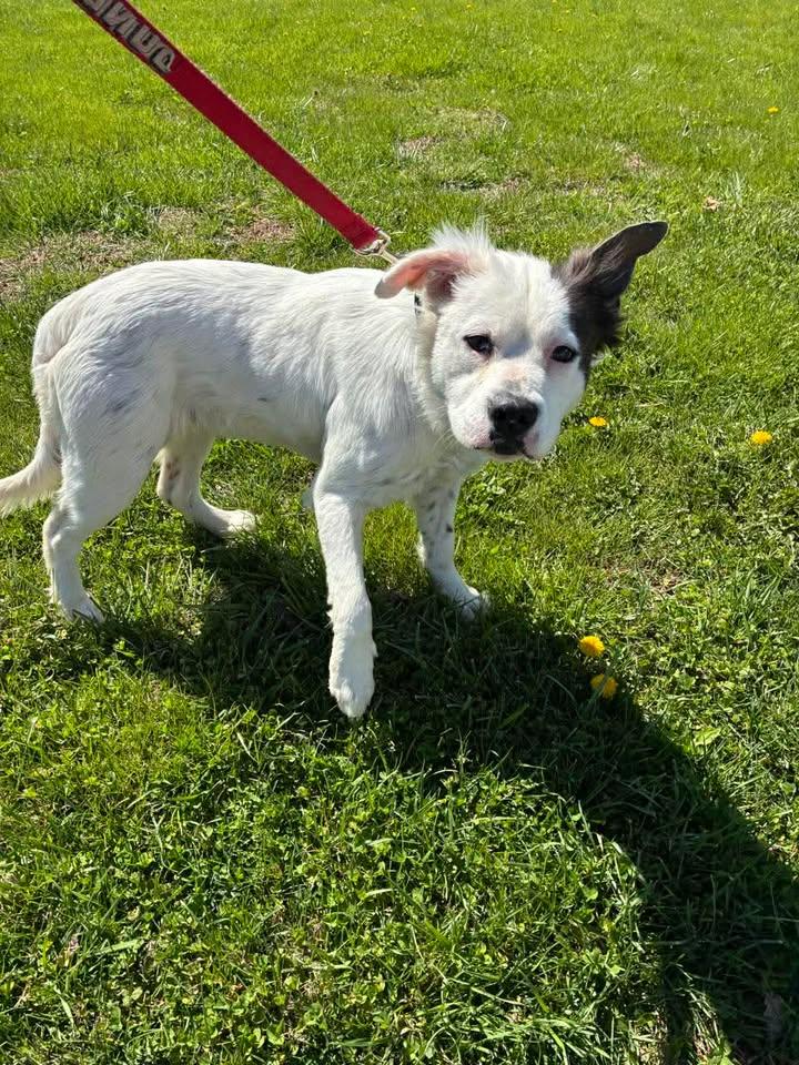 Enlarge Falkor, a ADOPTABLE Mixed Breed in Munfordville, KY image 2/3