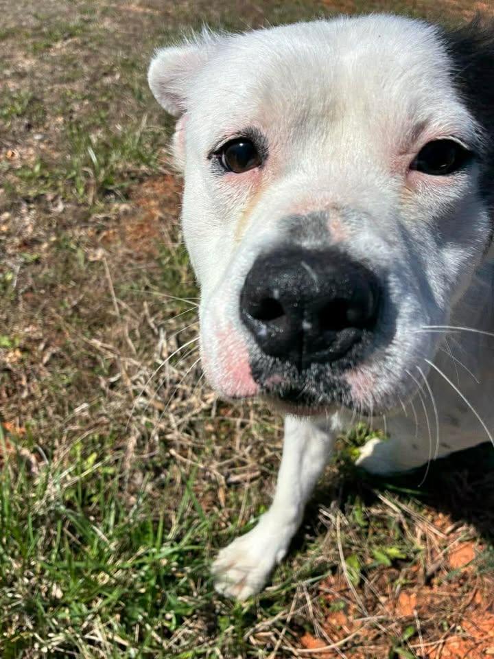 Enlarge Falkor, a ADOPTABLE Mixed Breed in Munfordville, KY image 3/3