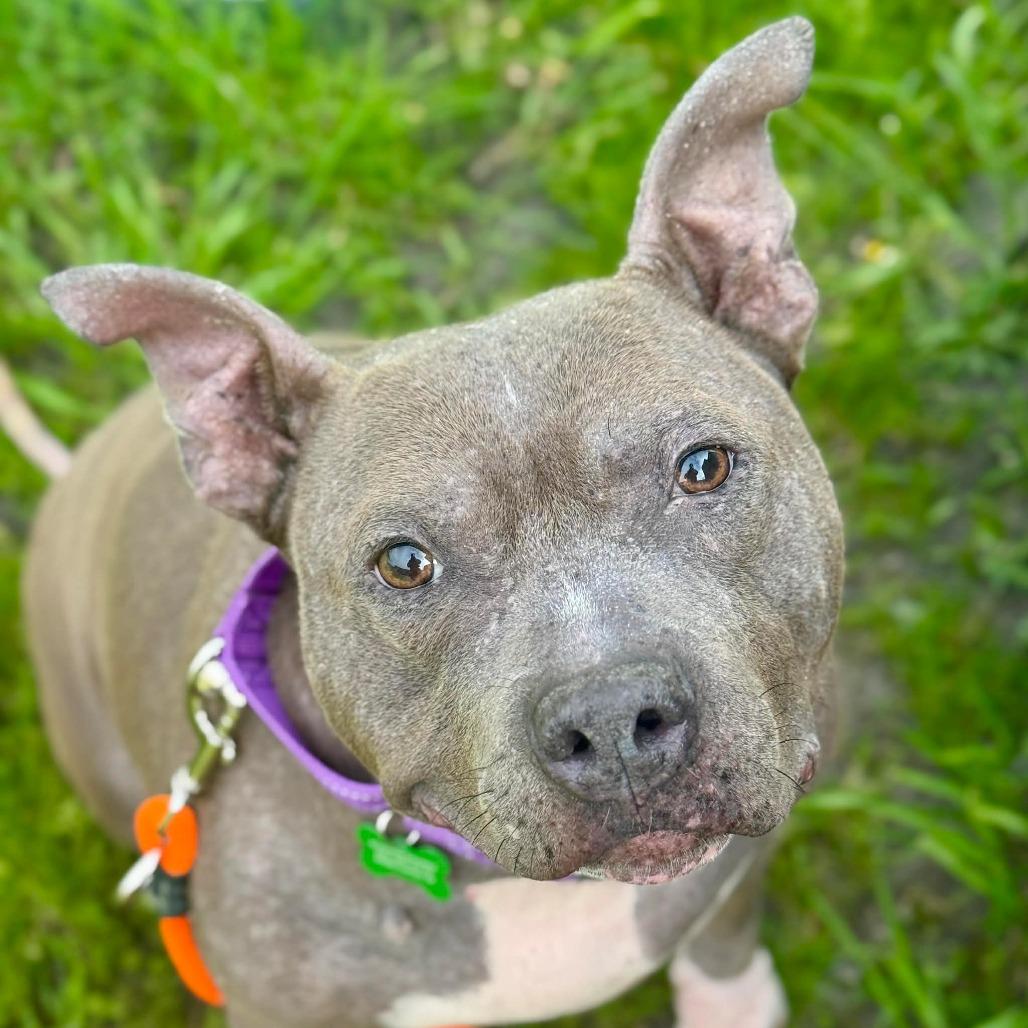 Minerva, Adoptable, Adult Female Pit Bull Terrier & Mixed Breed.