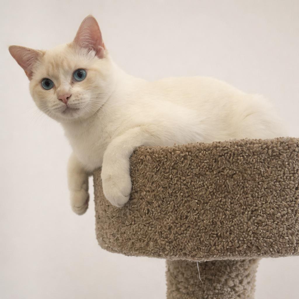 Enlarge Coco & Oliver, an adopted mixed breed in Renton, WA image 6/6