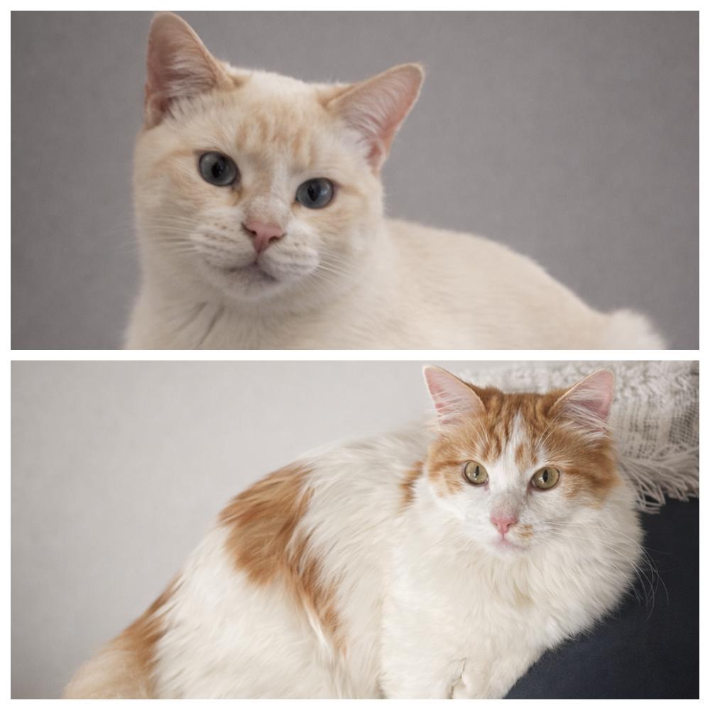 Enlarge Coco & Oliver, an adopted mixed breed in Renton, WA image 4/6