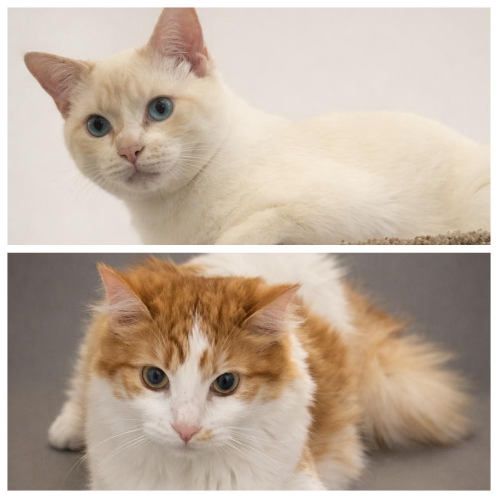 Enlarge Coco & Oliver, an adopted mixed breed in Renton, WA image 3/6