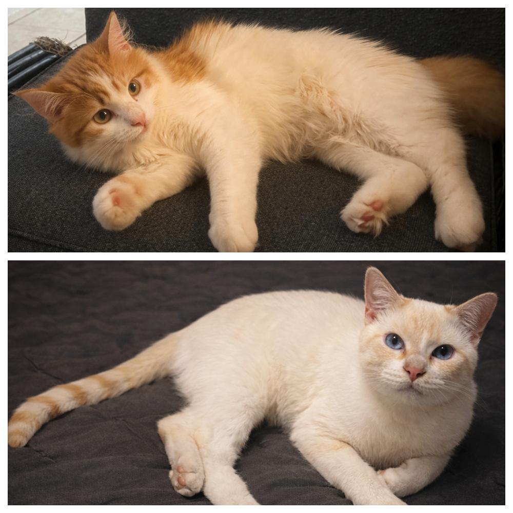 Coco & Oliver, adopted, Kitten Male Domestic Long Hair & Domestic Short Hair.