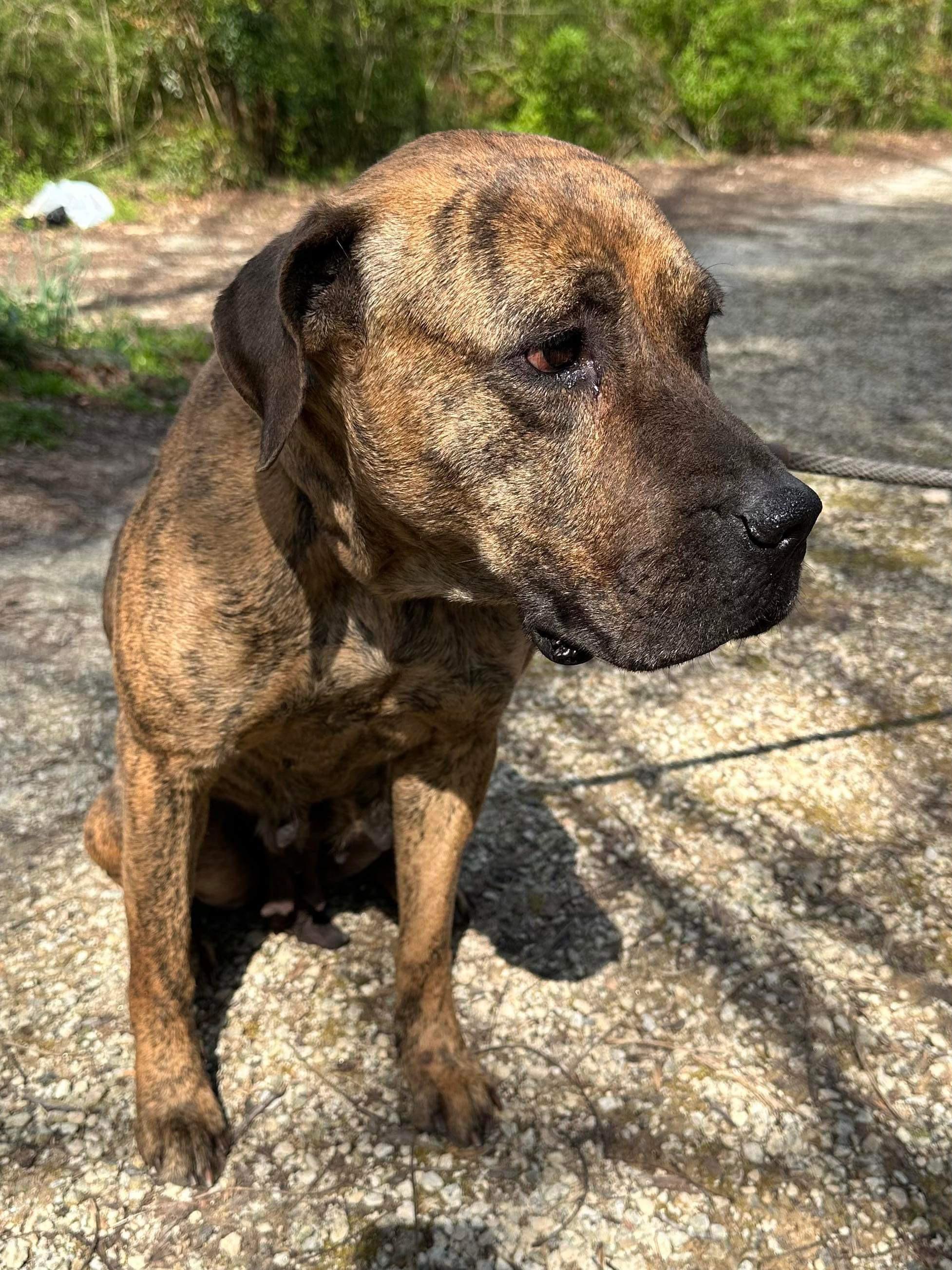 Paisley Adams, Adoptable, Adult Female Cane Corso.