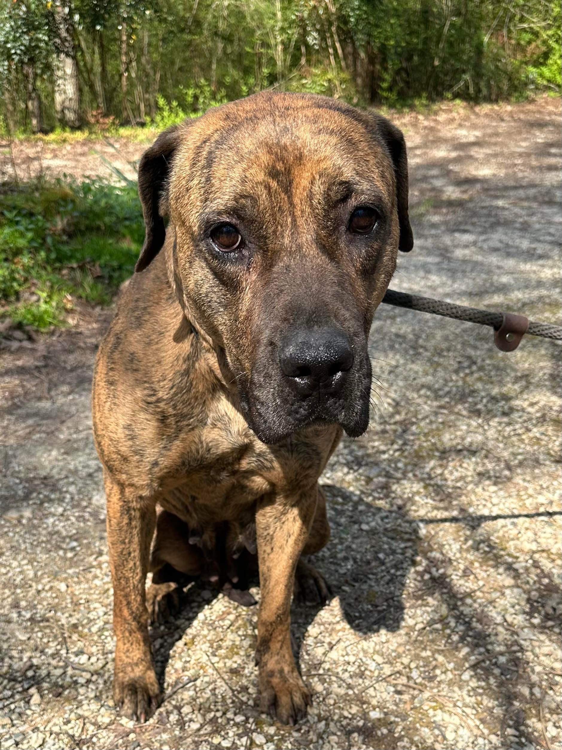 Enlarge Paisley Adams, a Adoptable mixed breed in Roswell, GA image 2/3