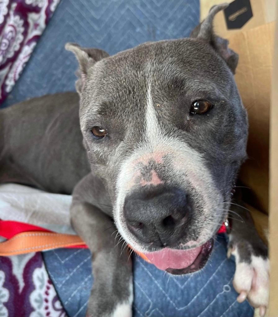 Jemma  A045672, Adoptable, Adult Female Pit Bull Terrier & Mixed Breed.