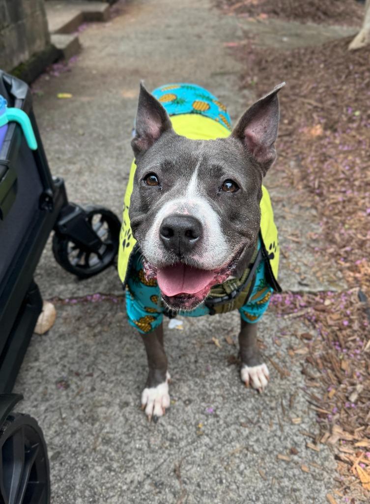 Enlarge Jemma  A045672, a Adoptable mixed breed in Sharpsburg, GA image 2/6