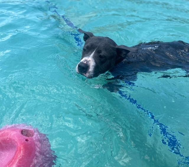 Jemma A045672, a Adoptable mixed breed in Sharpsburg, GA image 4/6