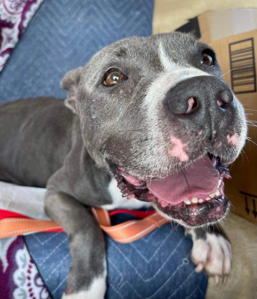 Enlarge Jemma  A045672, a Adoptable mixed breed in Sharpsburg, GA image 4/6