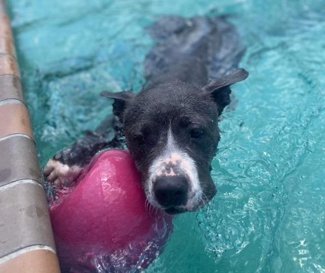 Jemma A045672, a Adoptable mixed breed in Sharpsburg, GA image 6/6