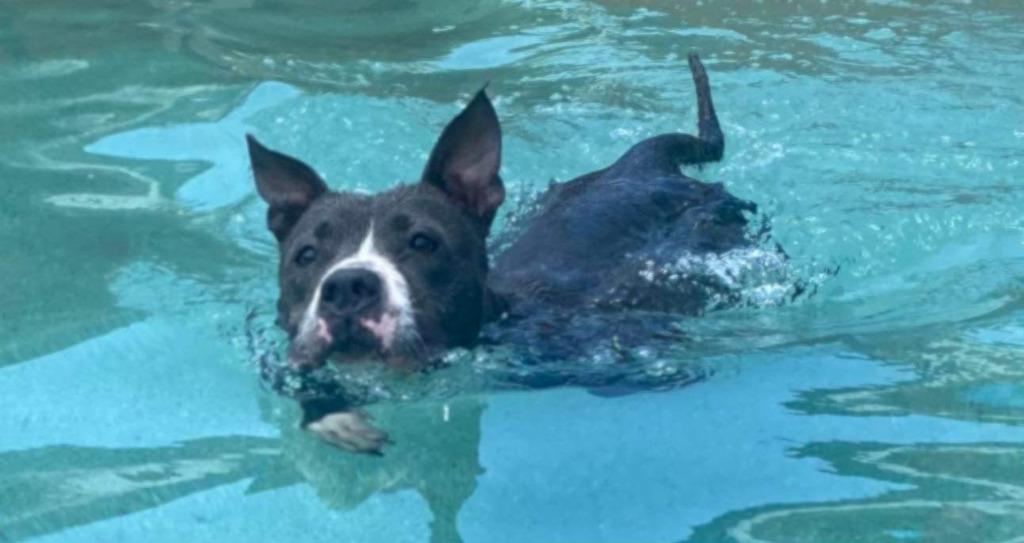 Jemma A045672, a Adoptable mixed breed in Sharpsburg, GA image 6/6