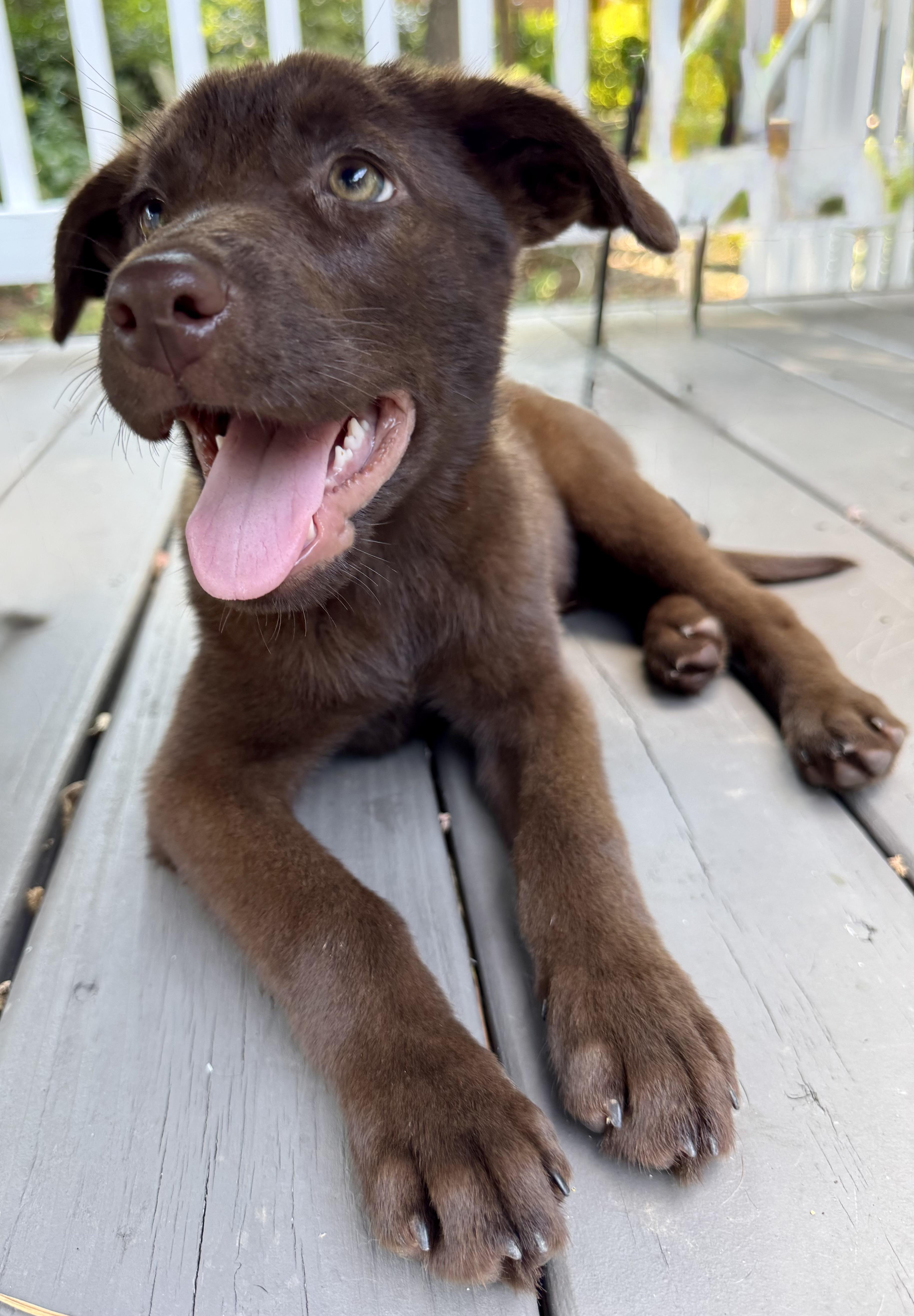 Balou