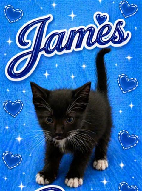 Enlarge JAMES, a Adoptable Domestic Short Hair in Statesville, NC image 1/1