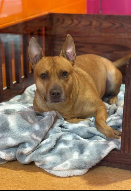 Rosie, Adoptable, Adult Female Pit Bull Terrier & Mixed Breed.