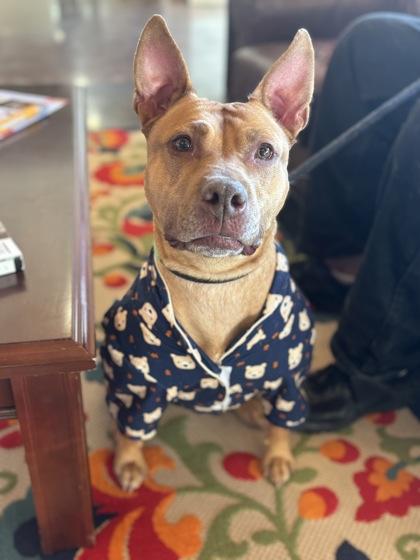 Rosie, a Adoptable mixed breed in Cincinnati, OH image 2/3