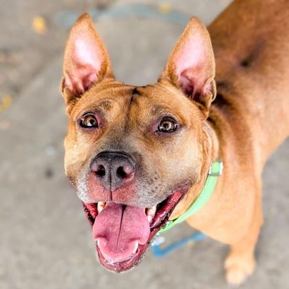 Rosie, a Adoptable mixed breed in Cincinnati, OH image 3/3