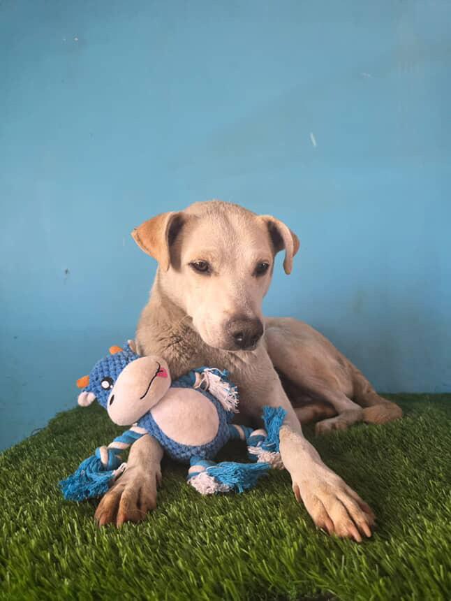 Enlarge Lila, a Adoptable mixed breed in Tijuana, BCN image 1/1