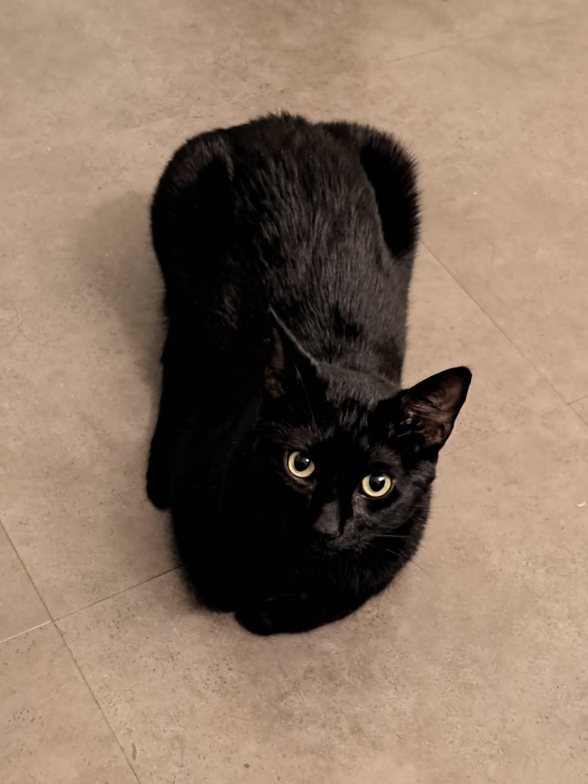 Enlarge Shiro (intelligent / playful / affectionate), a Adoptable mixed breed in San Jose, CA image 1/2