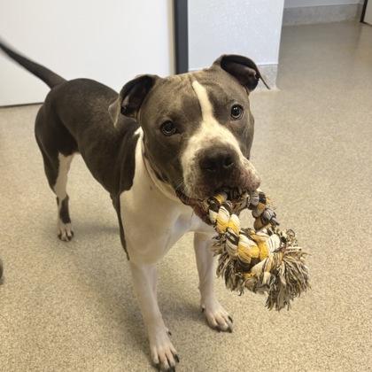 Enlarge Bailey Beluga, a ADOPTABLE mixed breed in Lansing, MI image 2/6