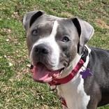 Enlarge Bailey Beluga, a ADOPTABLE mixed breed in Lansing, MI image 4/6