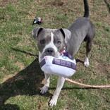 Enlarge Bailey Beluga, a ADOPTABLE mixed breed in Lansing, MI image 5/6