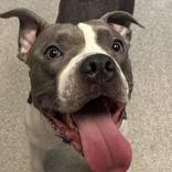 Enlarge Bailey Beluga, a ADOPTABLE mixed breed in Lansing, MI image 3/6