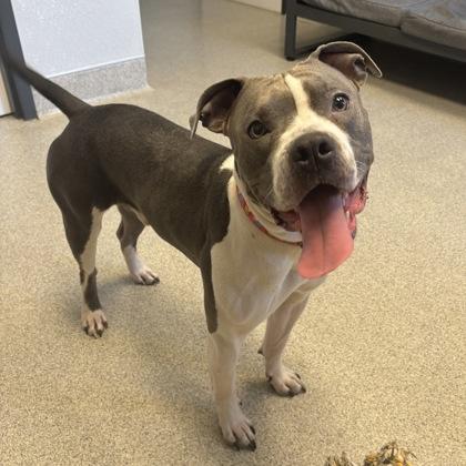 Bailey Beluga, ADOPTABLE, Adult Male Mixed Breed.