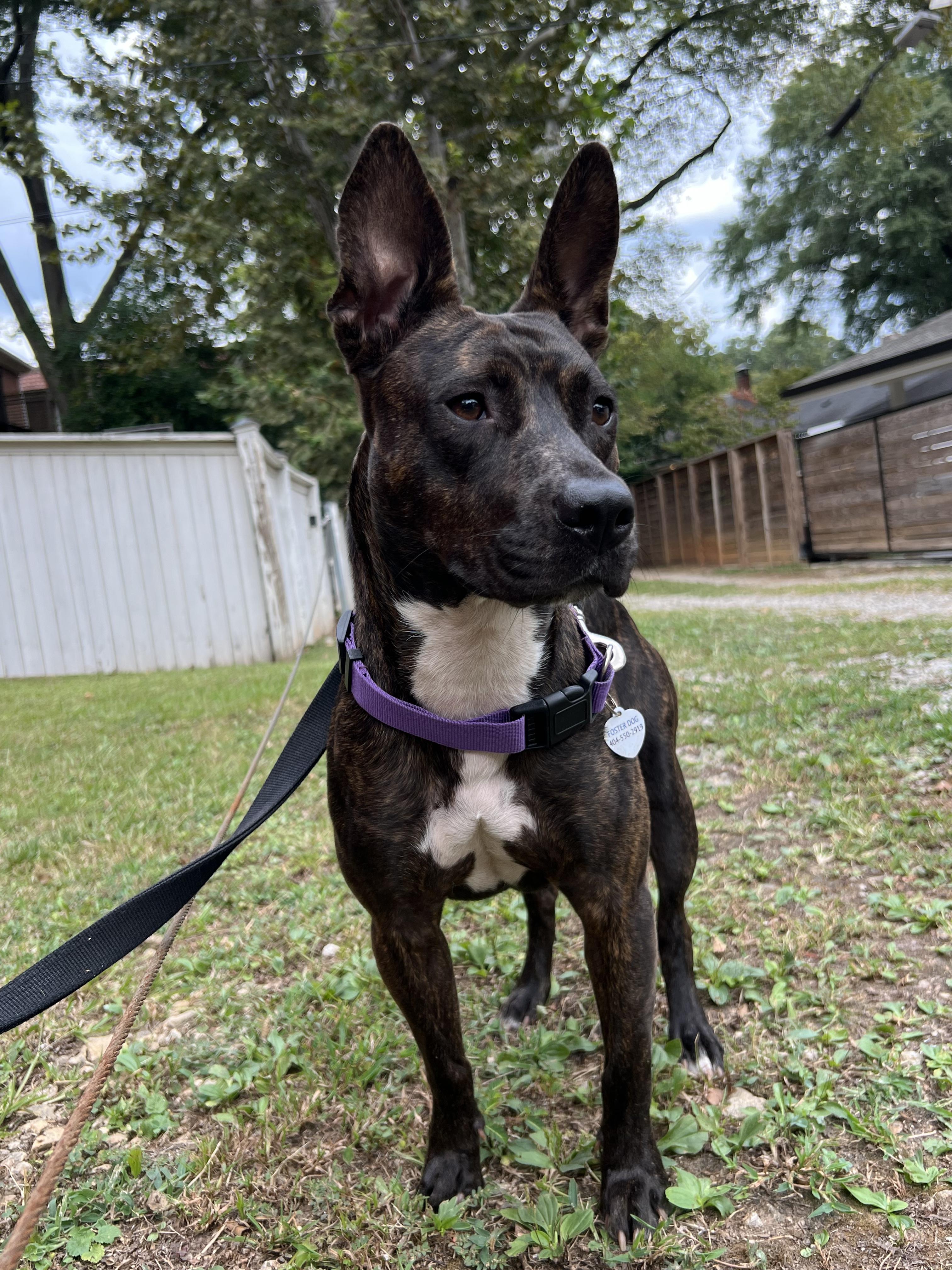 Amie, Adoptable, Adult Female Dutch Shepherd.