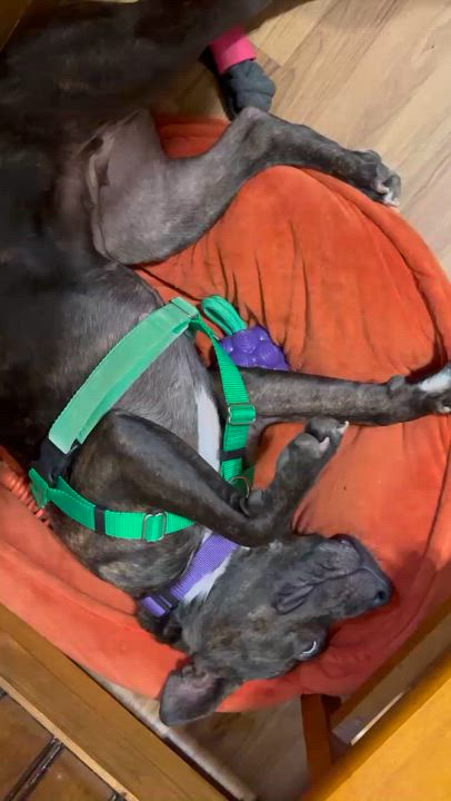 Enlarge Amie, a Adoptable mixed breed in College Park, GA video 3/3