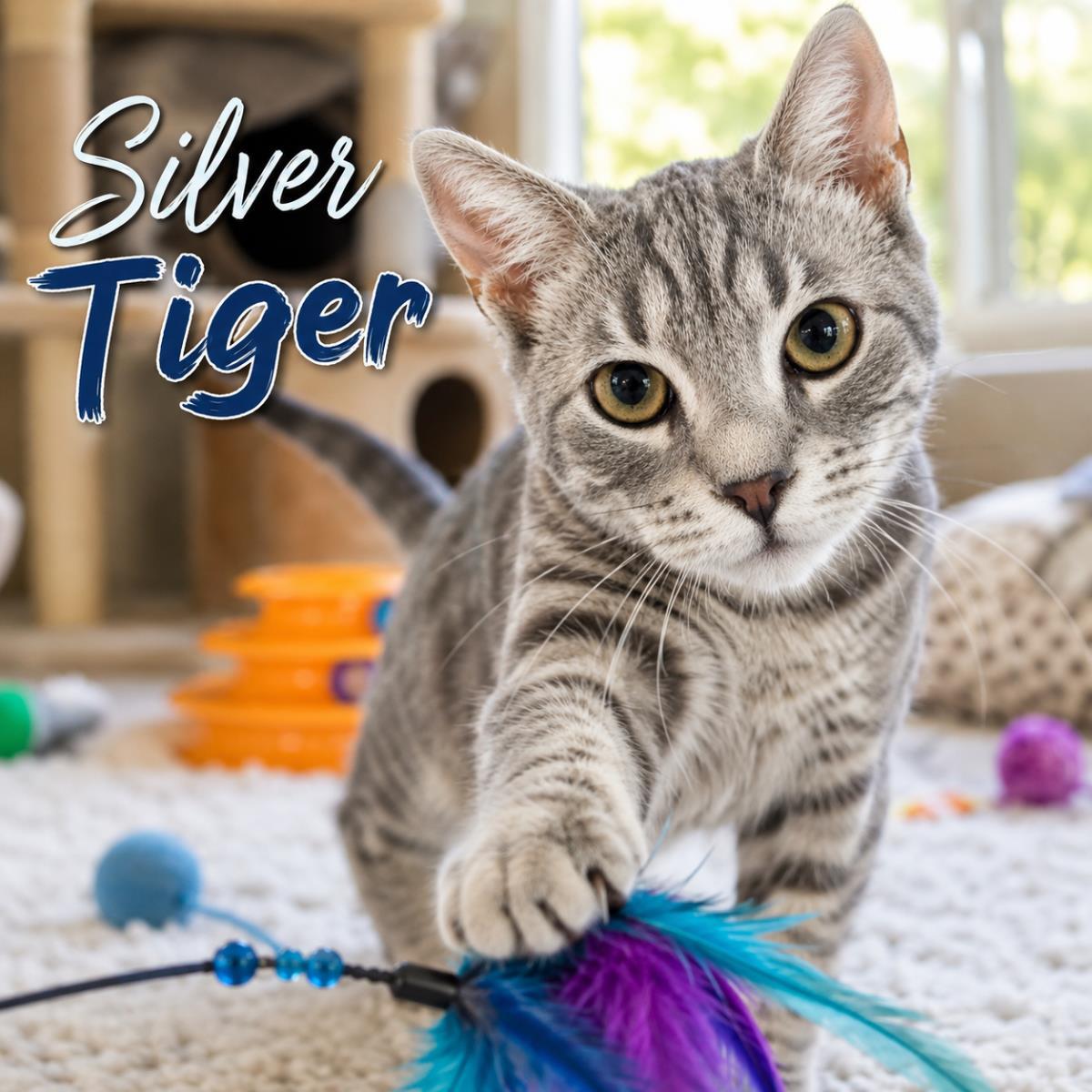 Silver Tiger, Adoptable, Young Female Domestic Short Hair.