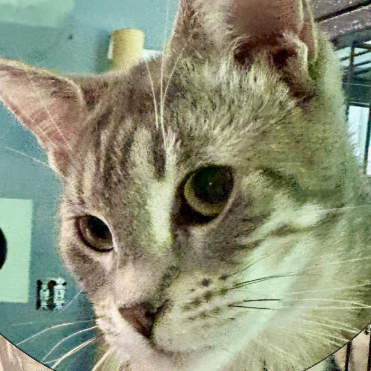 Silver Tiger, Adoptable, Young Female Domestic Short Hair.