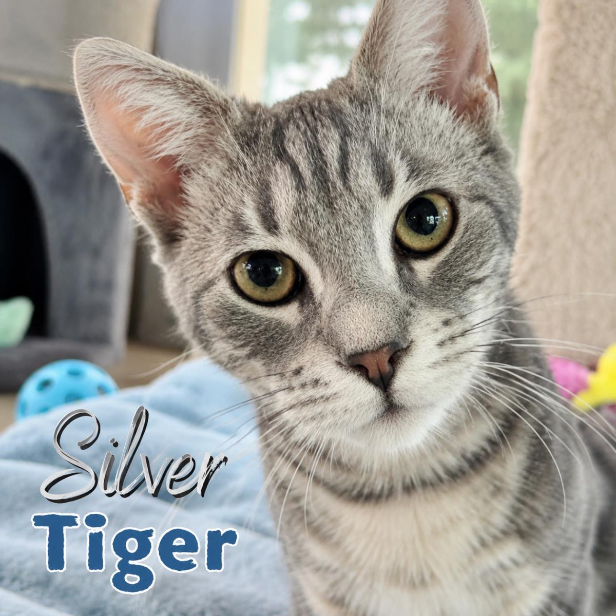 Silver Tiger, a Adoptable mixed breed in St. Augustine, FL image 2/3