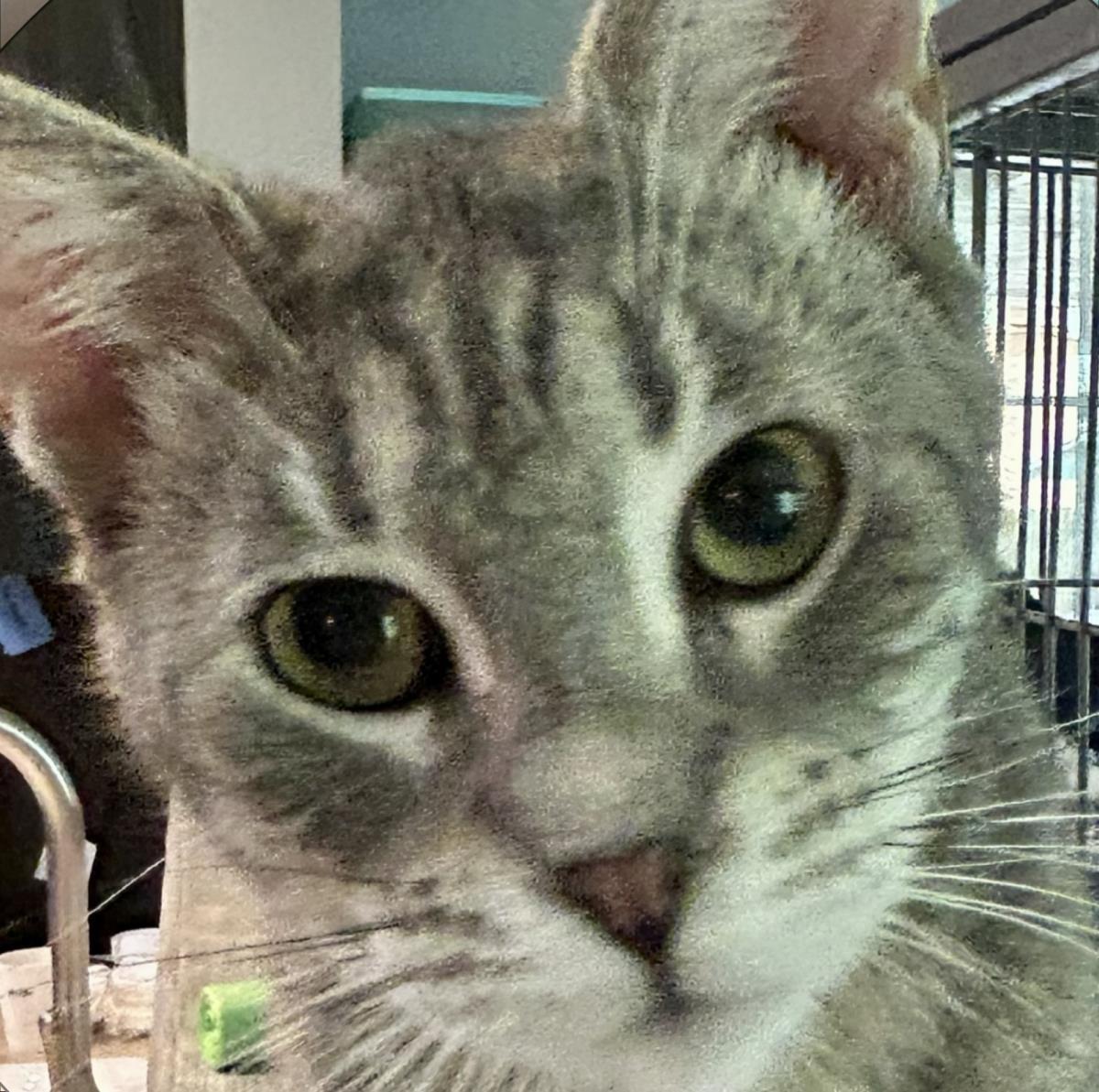 Silver Tiger, a Adoptable mixed breed in St. Augustine, FL image 2/2