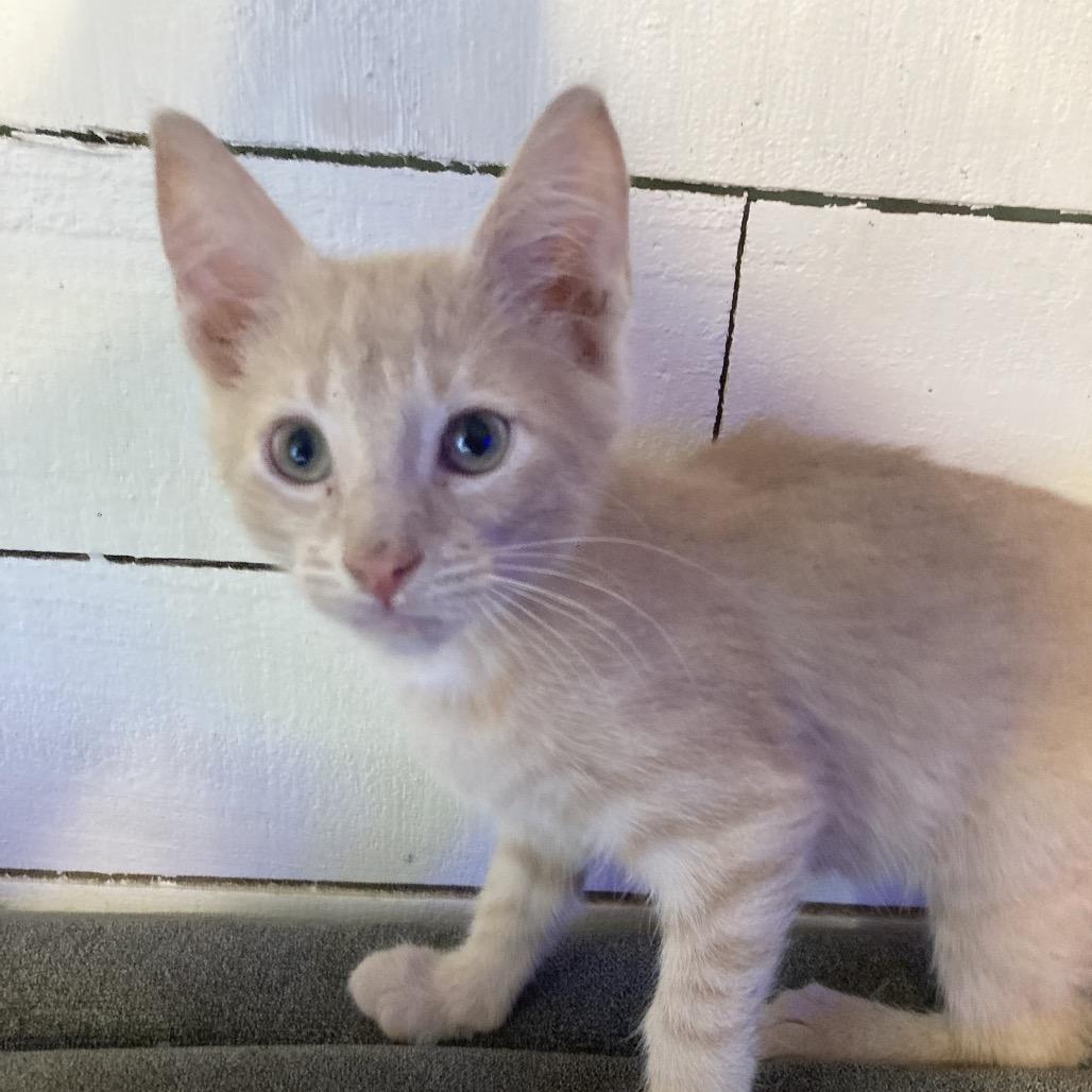 Pumpkin Dyal-SG, Adoptable, Kitten Male Domestic Short Hair.