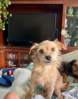 Enlarge Ginger, a Adoptable mixed breed in Boca Raton, FL image 1/3