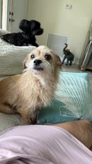 Enlarge Ginger, a Adoptable mixed breed in Boca Raton, FL image 3/3