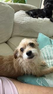 Enlarge Ginger, a Adoptable mixed breed in Boca Raton, FL image 2/3